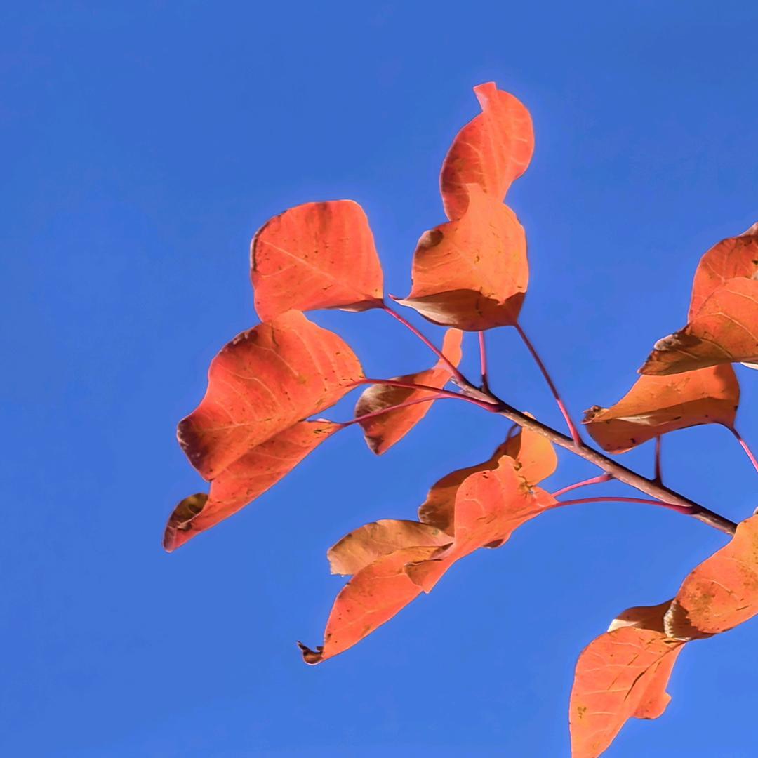 八百就八百，八百先下手为强