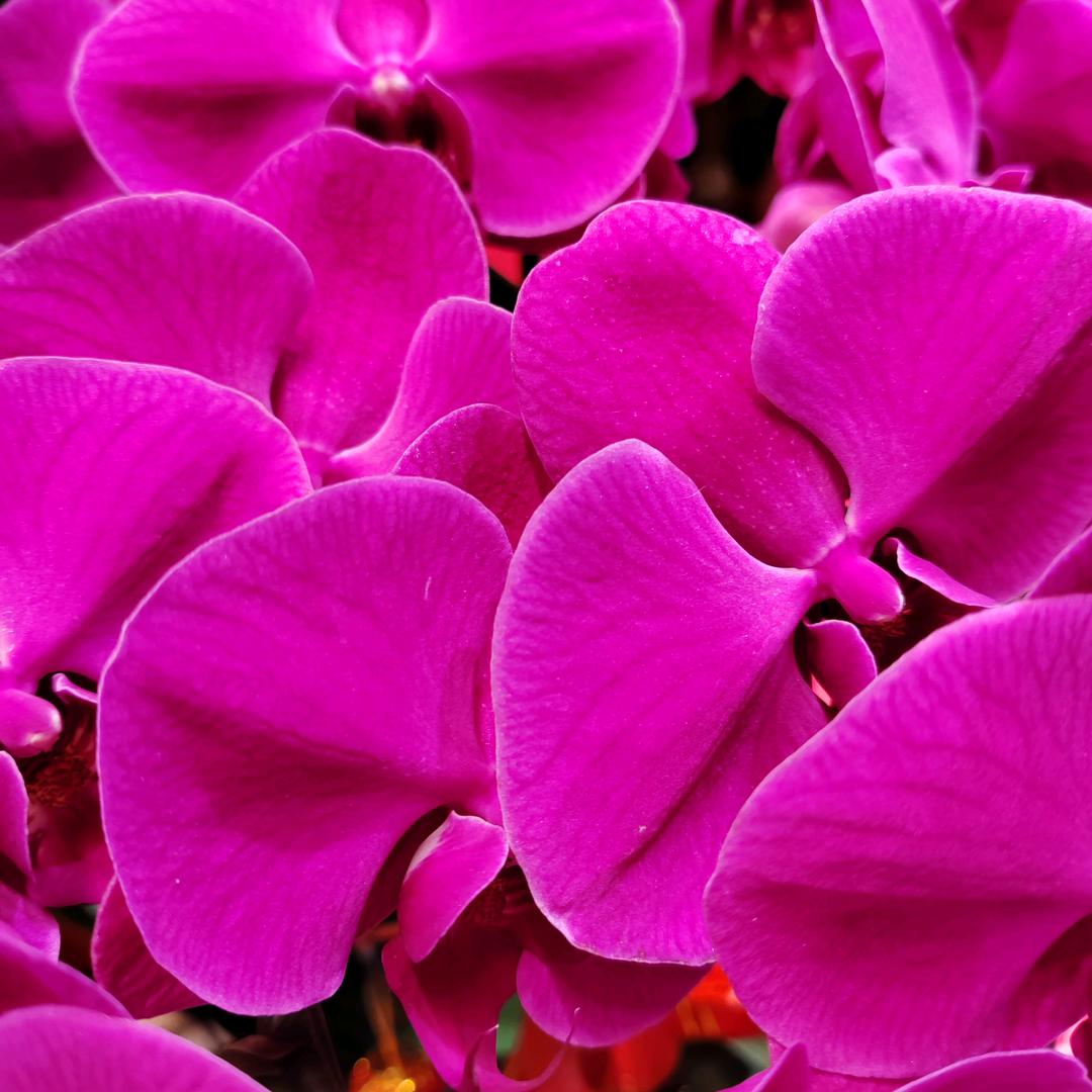 英姐🌺🌺拒聊