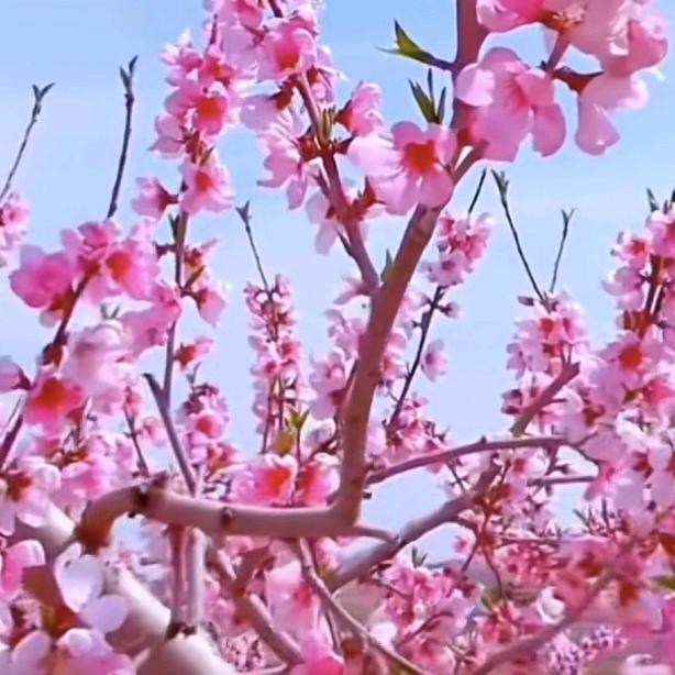 祥瑞福成