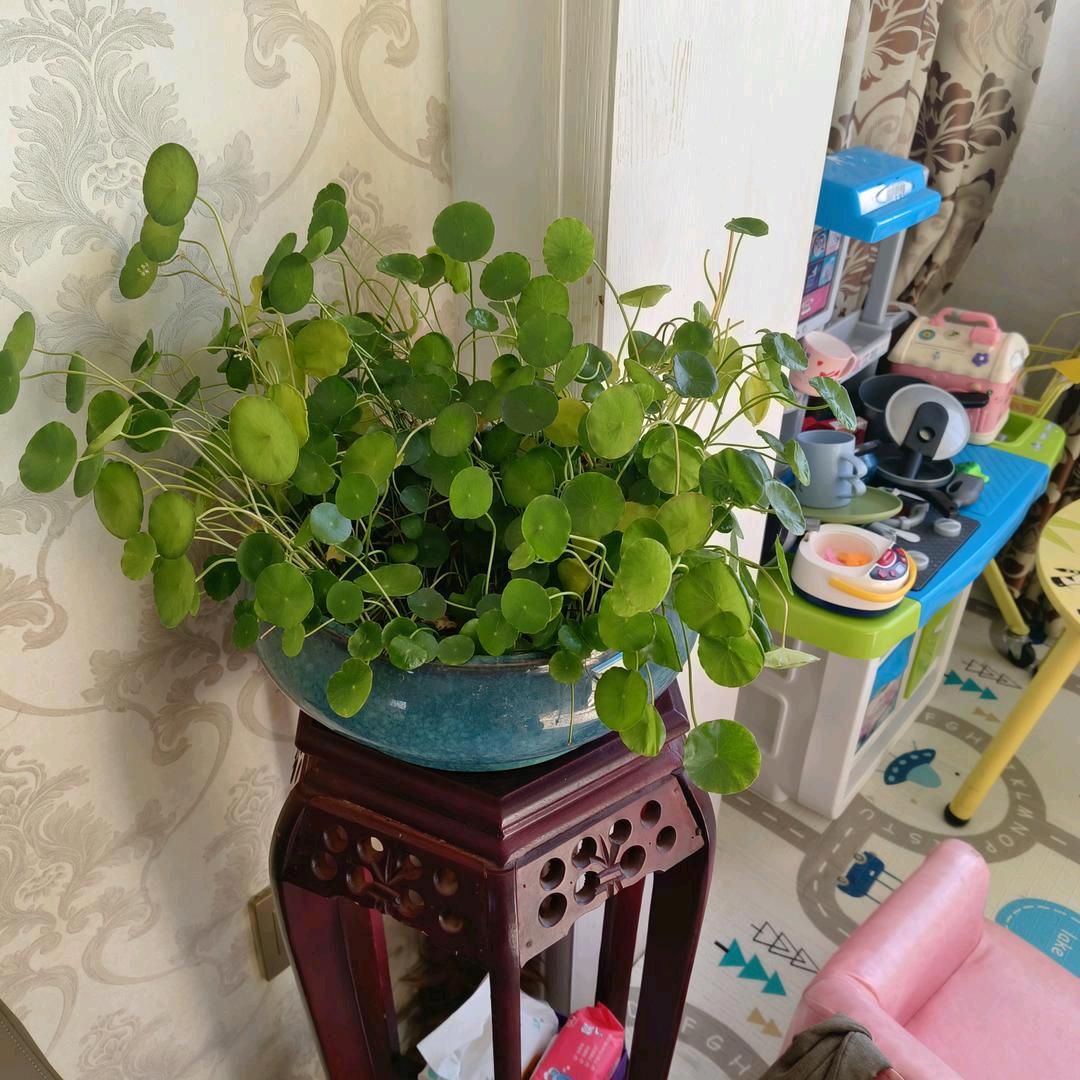 绿萝