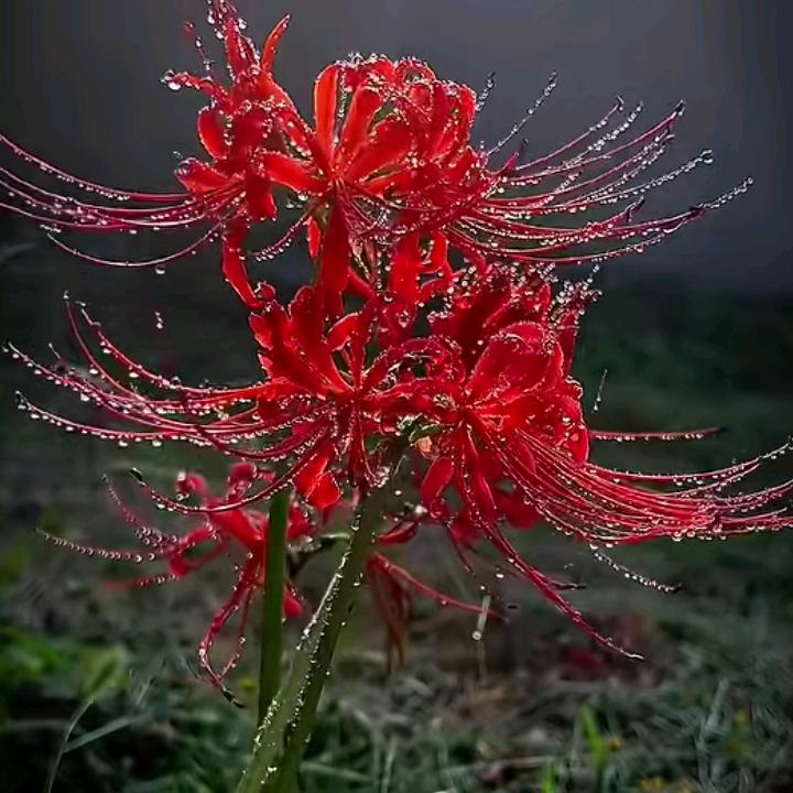 初识彼岸花，只看到了它的美艳。