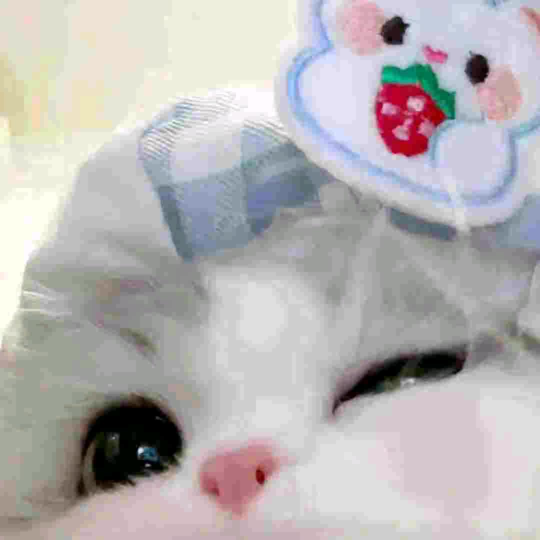 桉