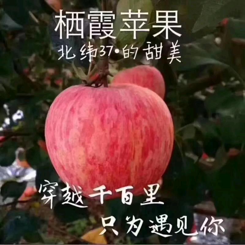 栖霞苹果大樱桃-—代收-—调货