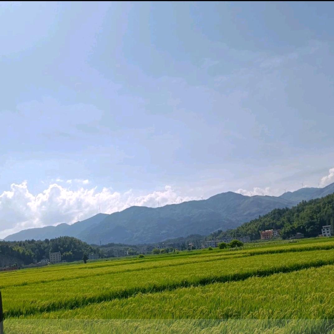 秀🌲🌻