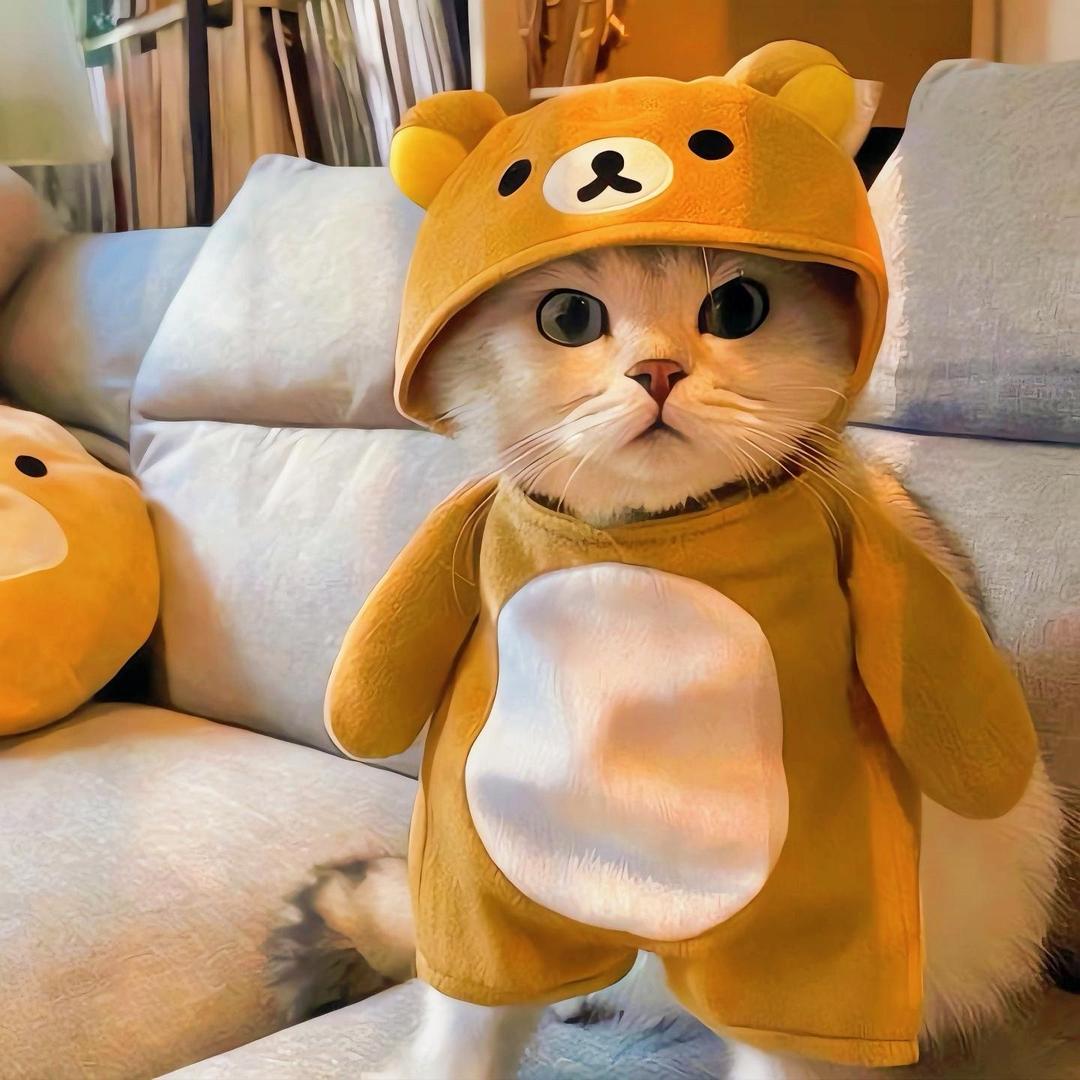 猫了个猫