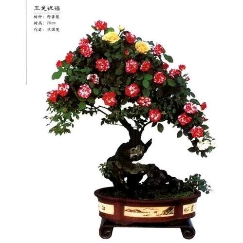 灯生