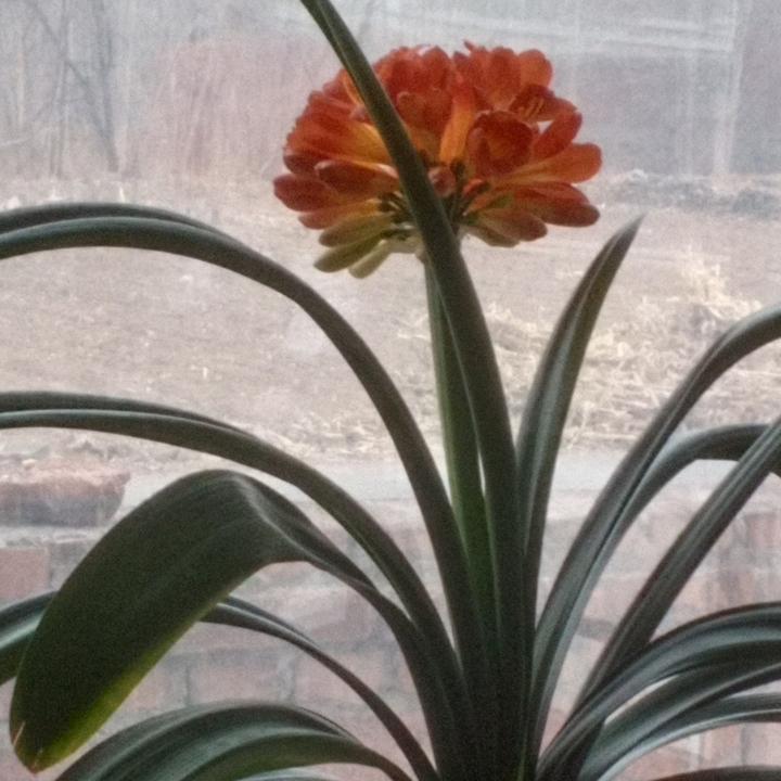 心怡