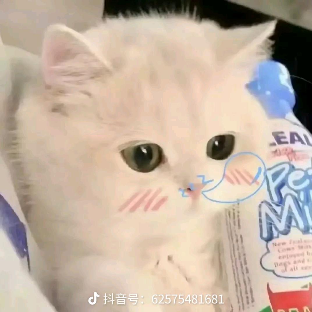 喵～