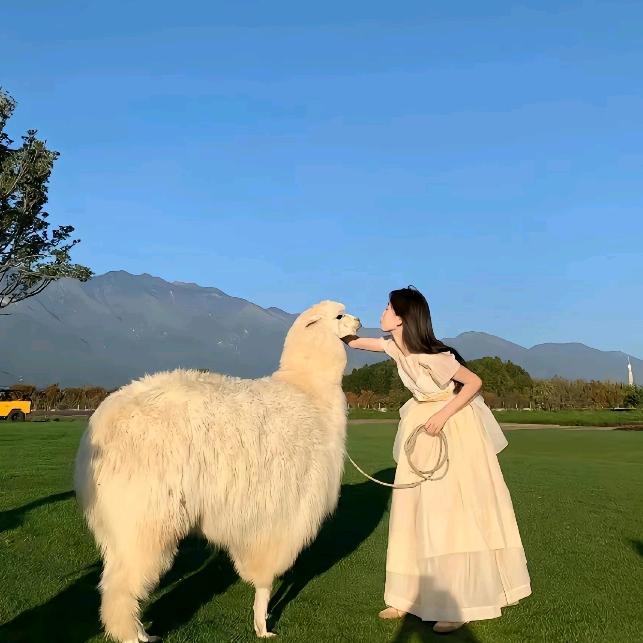 无人区的野玫瑰