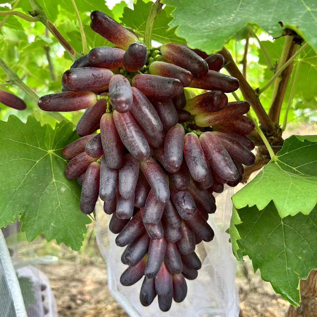 京山市汤堰丰硕果园家庭农场