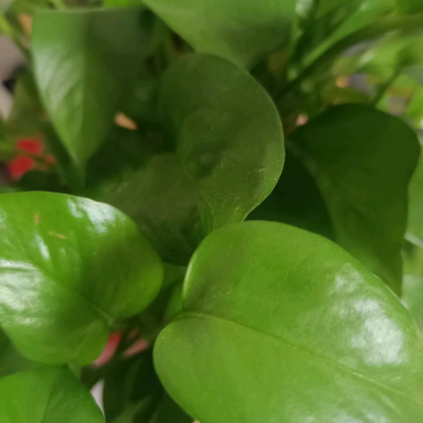 渣渣好<<小号>>素