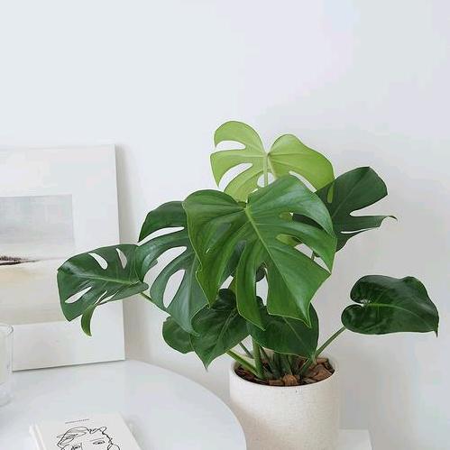 心悠简净