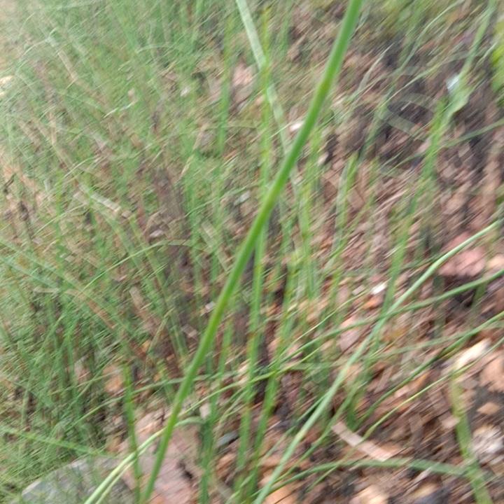 徽风细雨