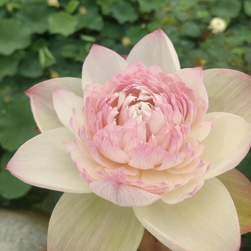 精品荷花基地冬莲