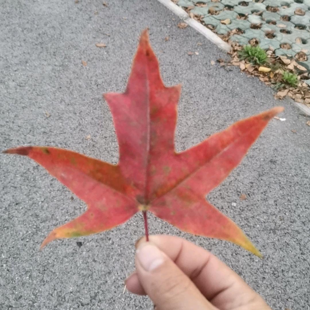 想再活五百年