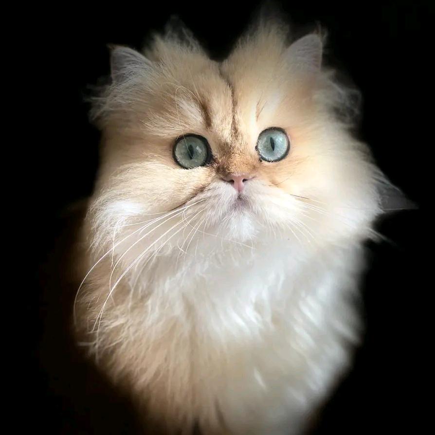 无锡订鲜奶找曹大猫