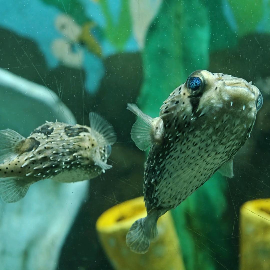 断了线的风筝🪁