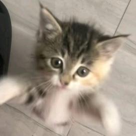 blorink-