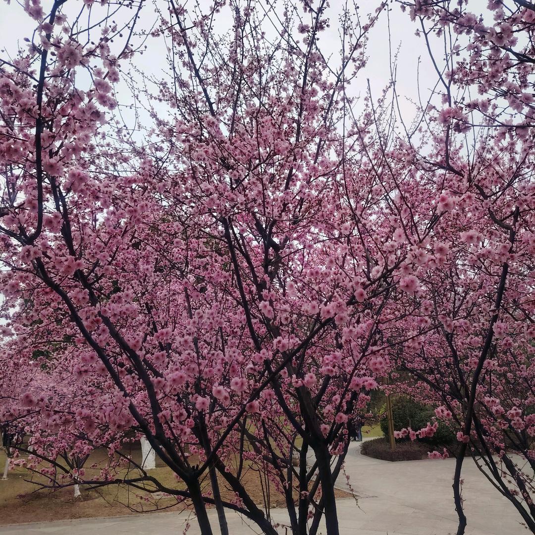 72年的贞贞，平平安安
