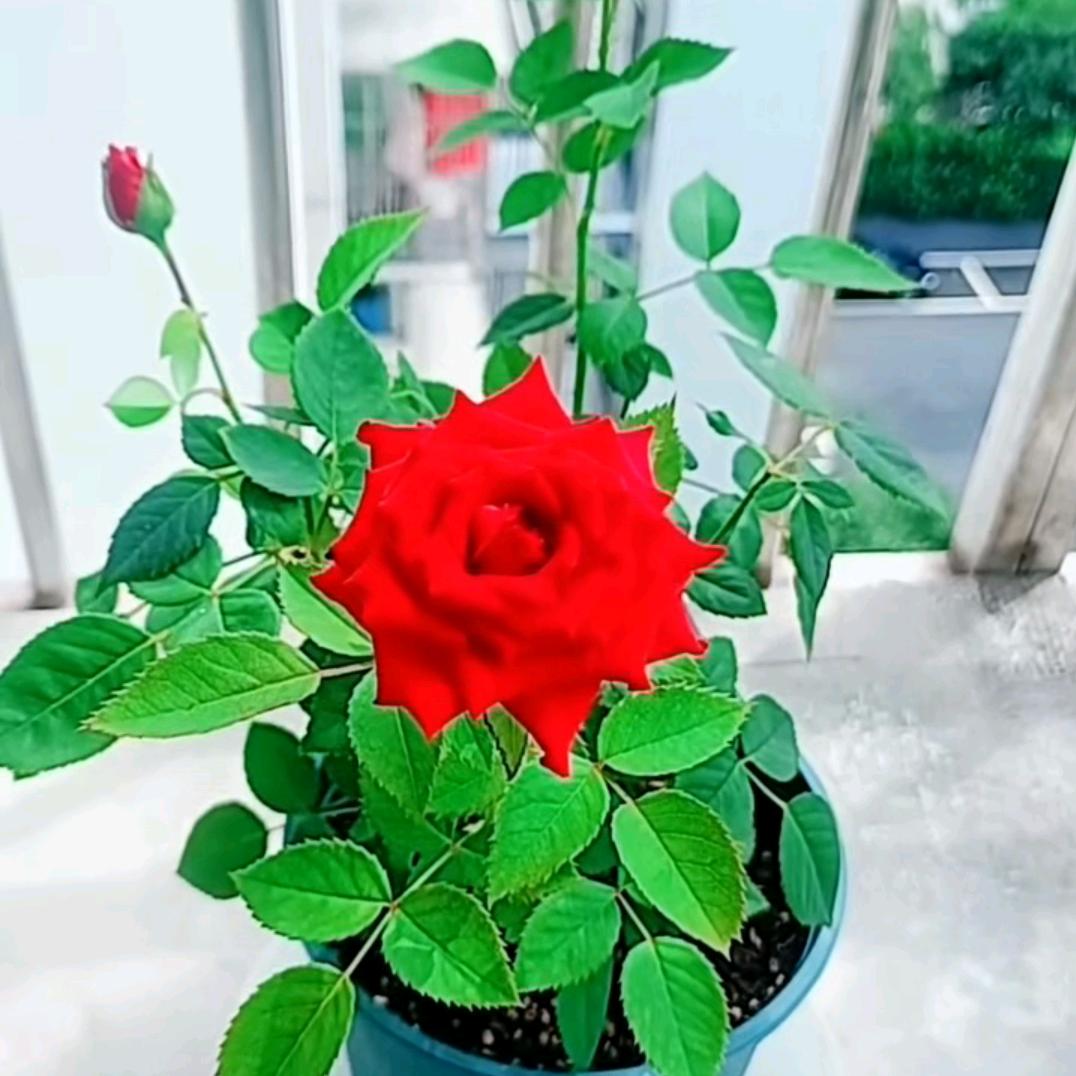 涵涵妈妈