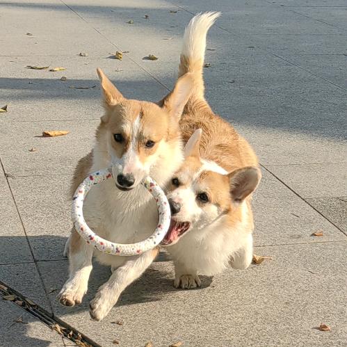 柯猪乖乖