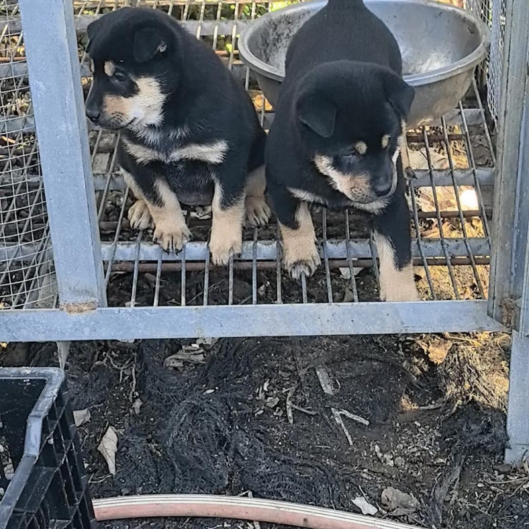 喜欢养狗的农村人