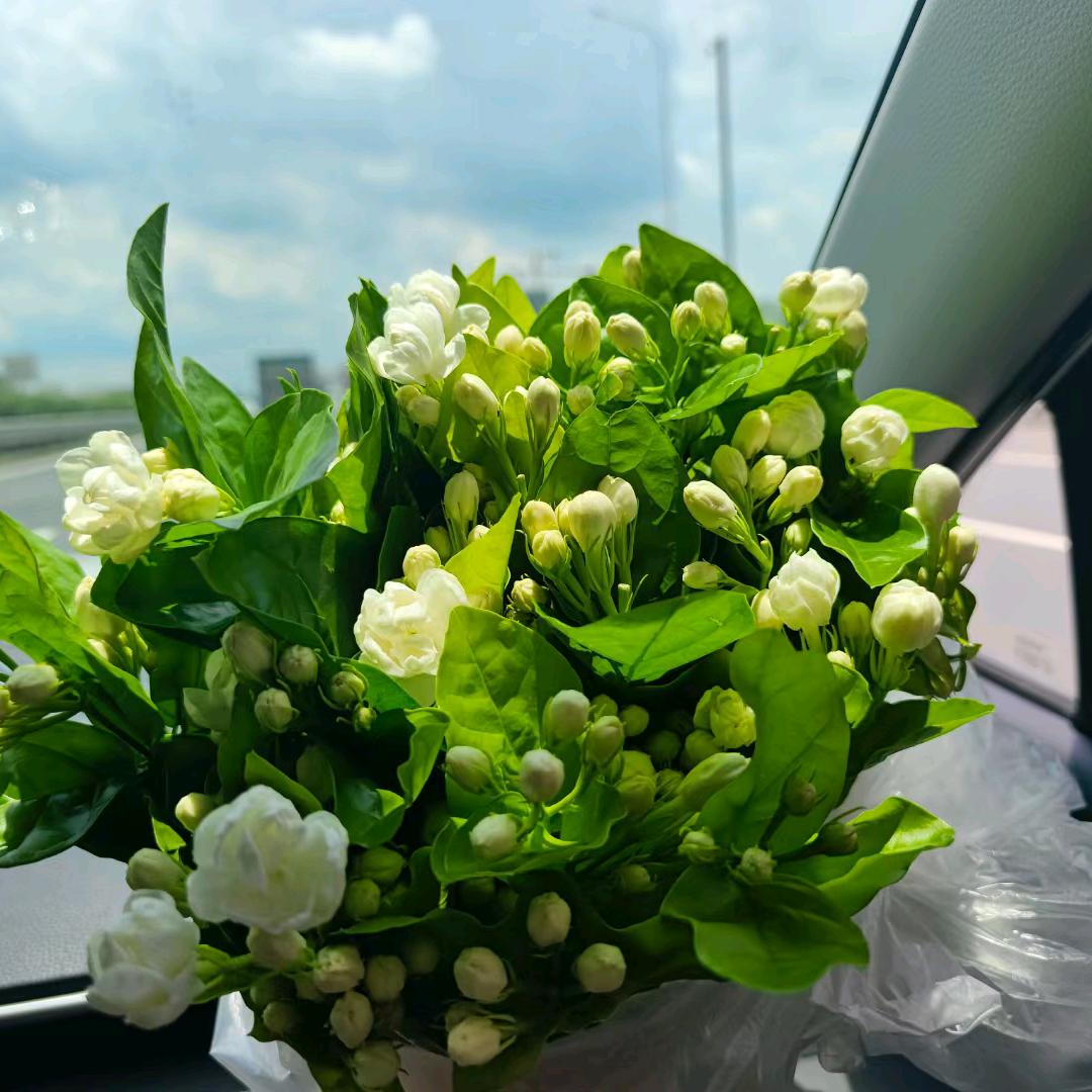 蔓蔓茶叶～茉莉花茶