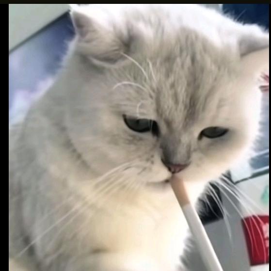 栗色颤抖