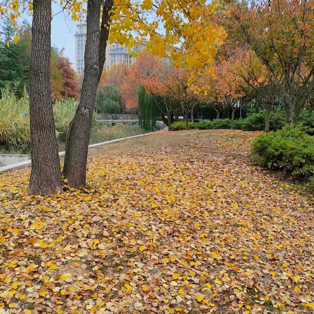 安丘小面瓜