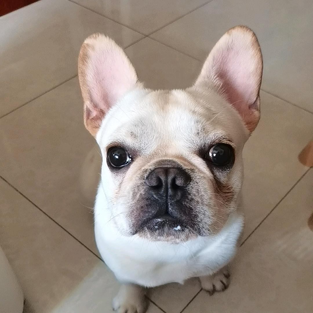 元宝是个法国佬