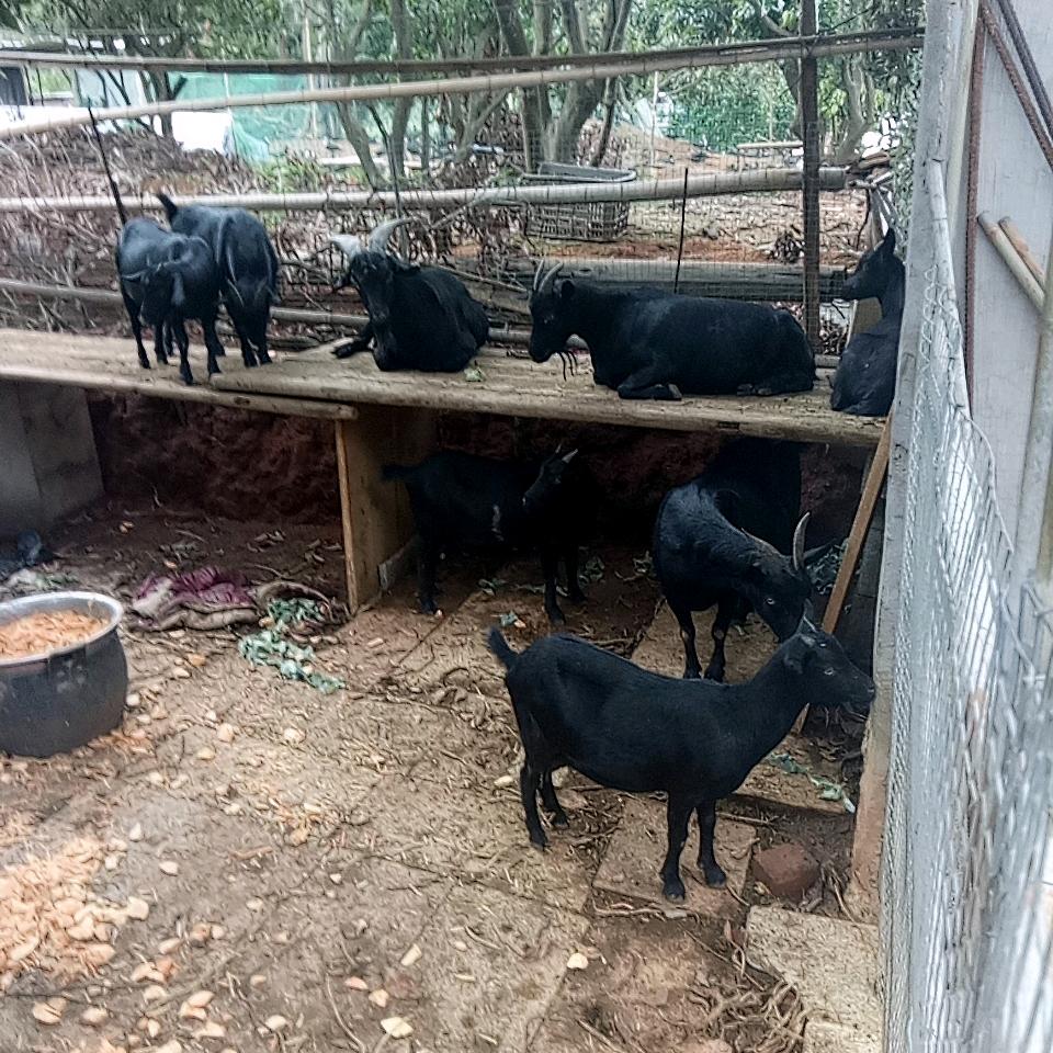奋斗吧农民养山羊专业户，