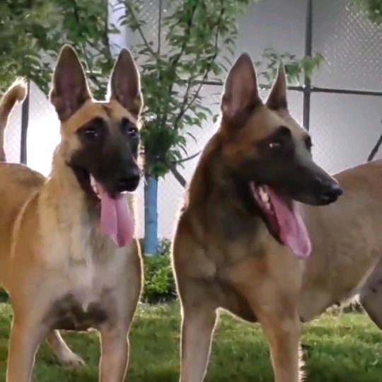 阿成马犬
