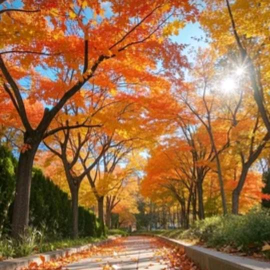 太阳岛