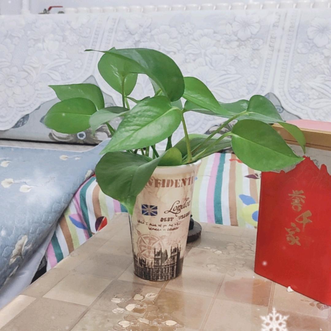 抖姐