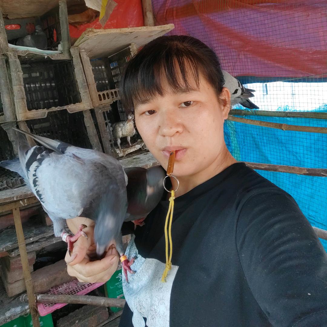 养鸽小孔