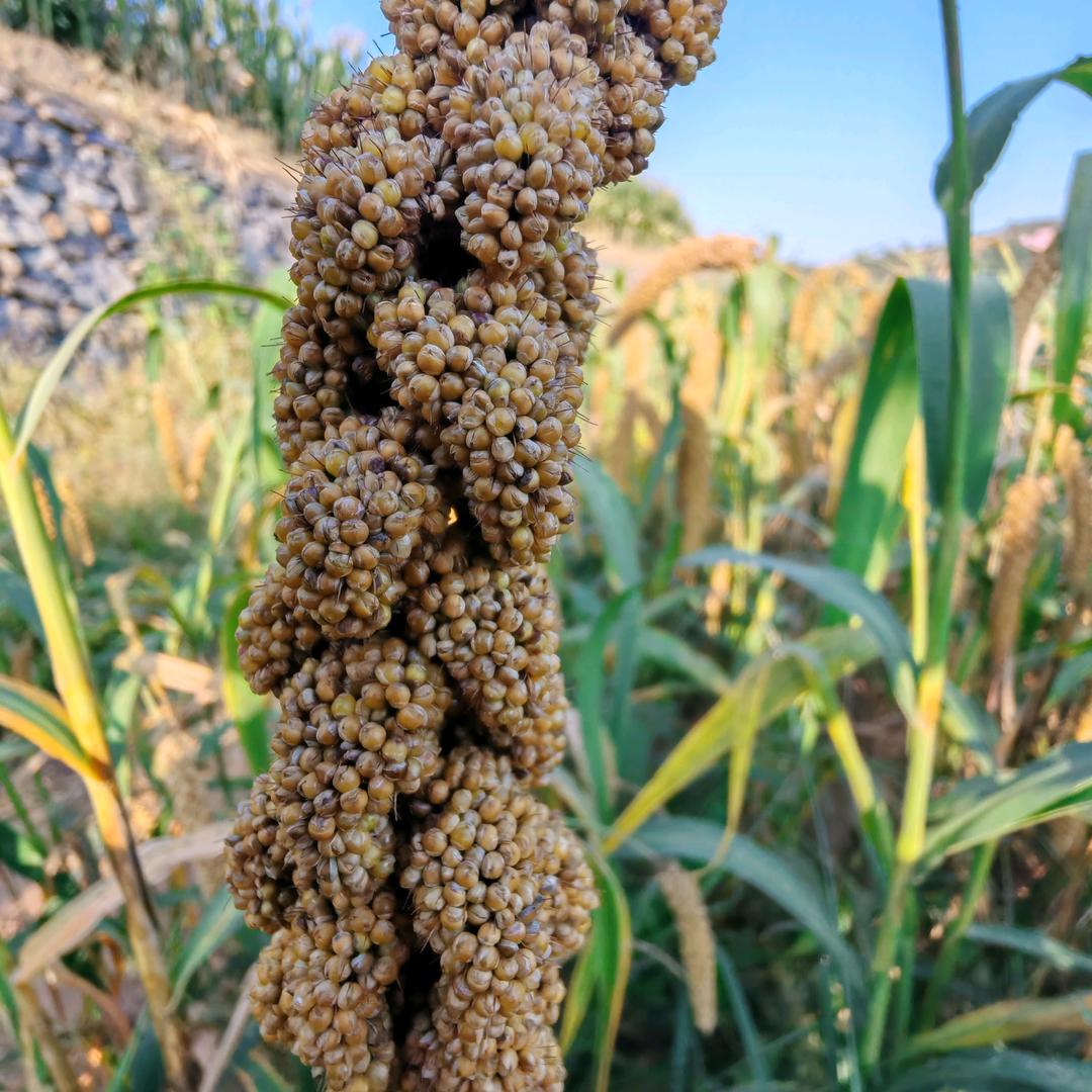 仁者爱人【桀骜不驯】