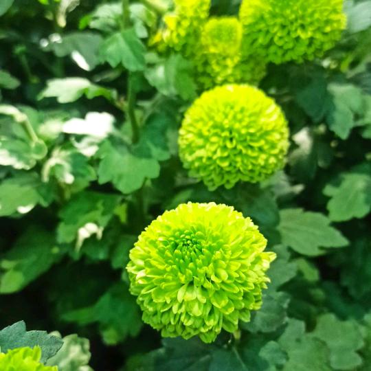風灬飄缈