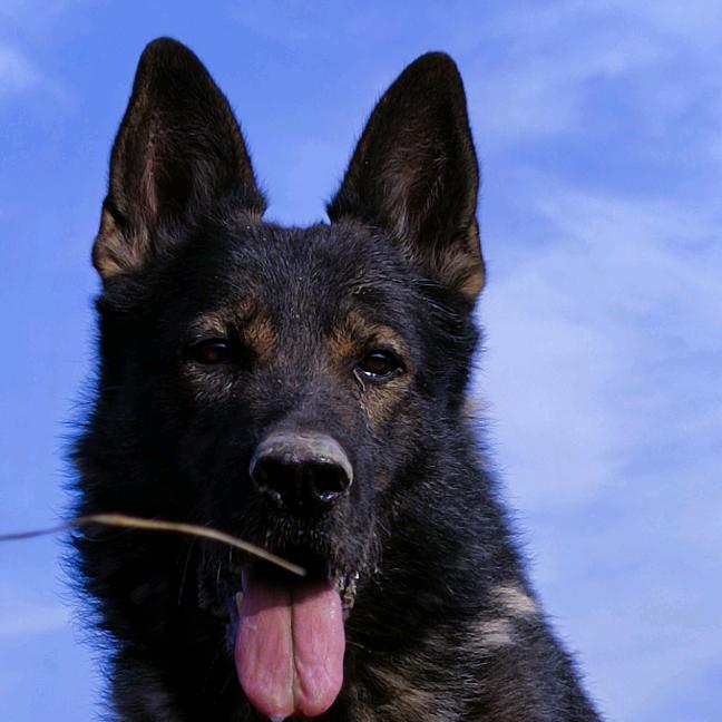 东德牧羊犬-陕西-大唐博浩犬舍