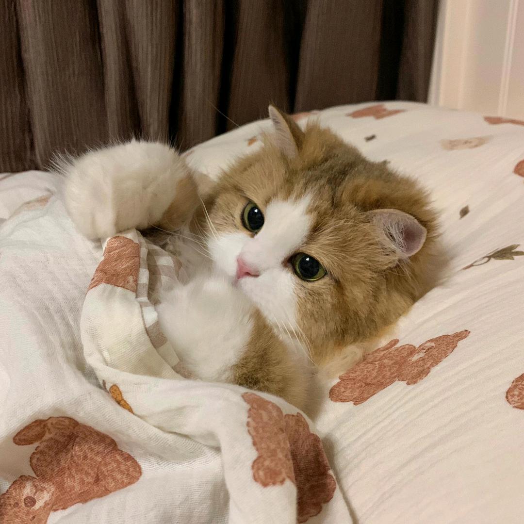 一只白兔