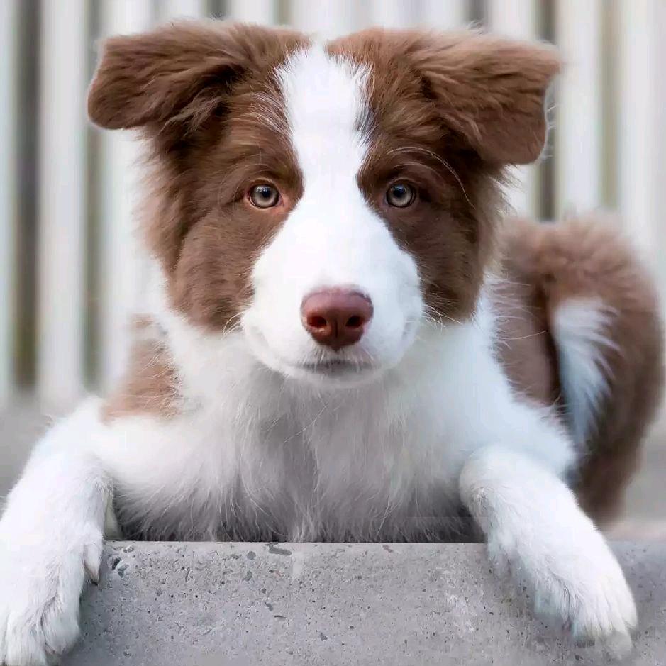 高山⛰️榕树🌲