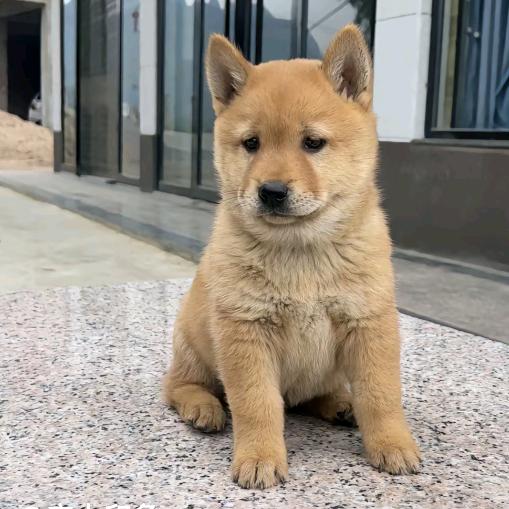 田园华犬之家