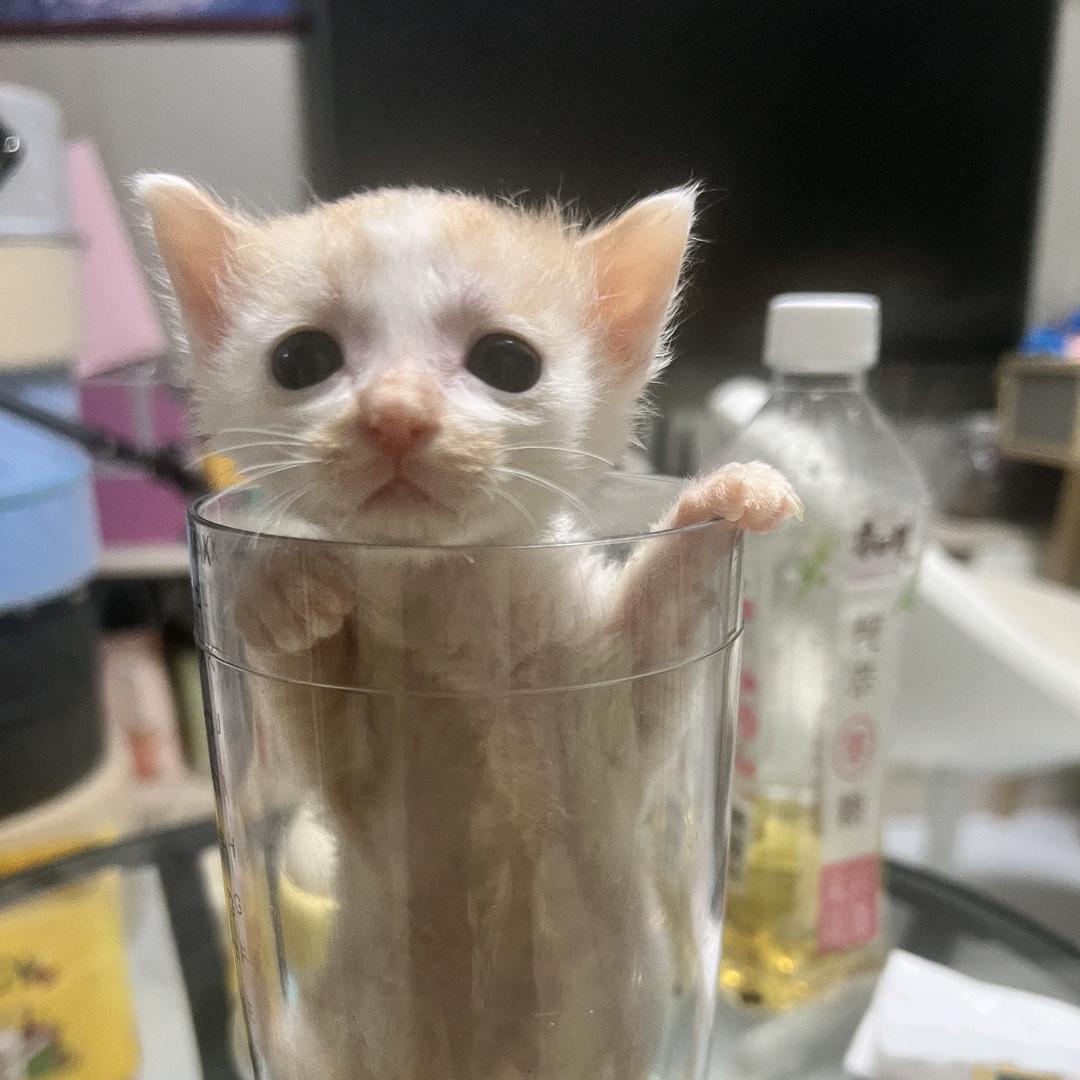 小王八不是狗