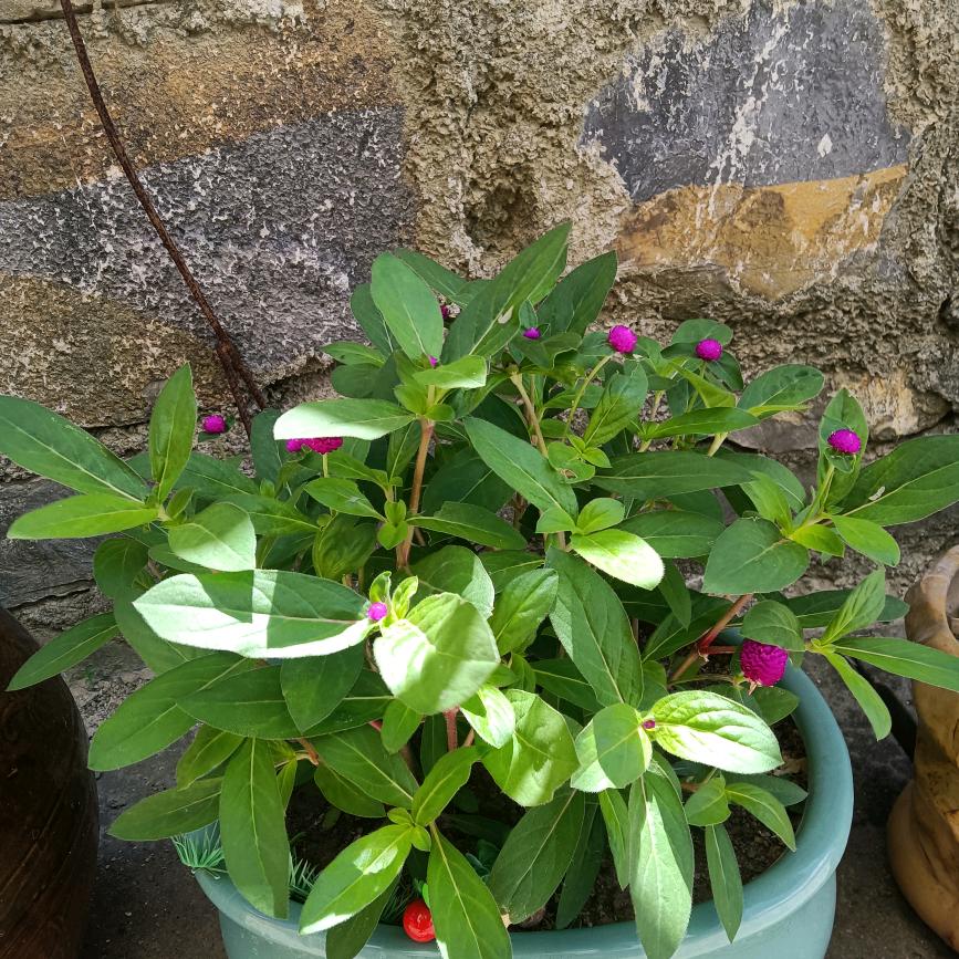 花开富贵。。