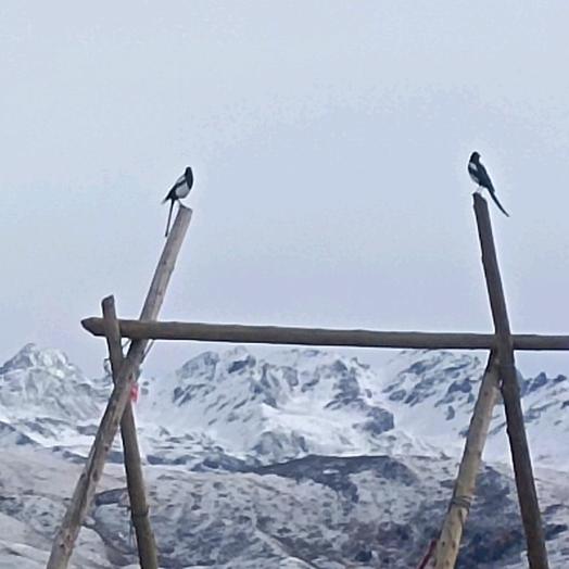 AAA新能源喜老师