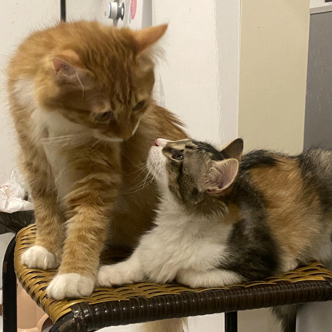 花开富贵好运中中中