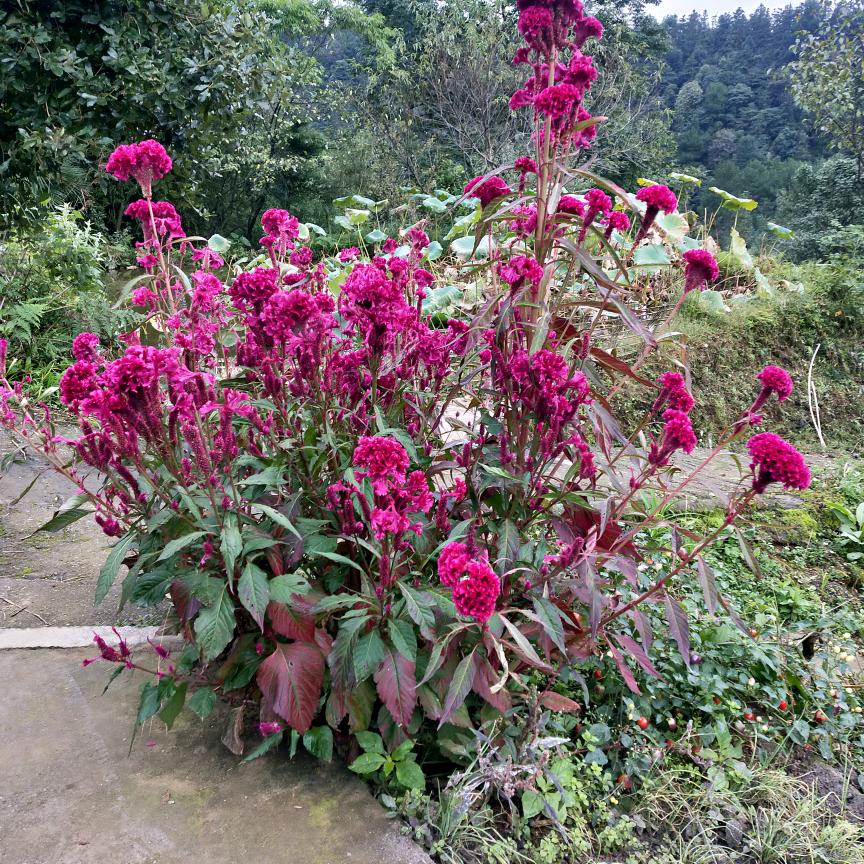 大山养峰残疾哥哥