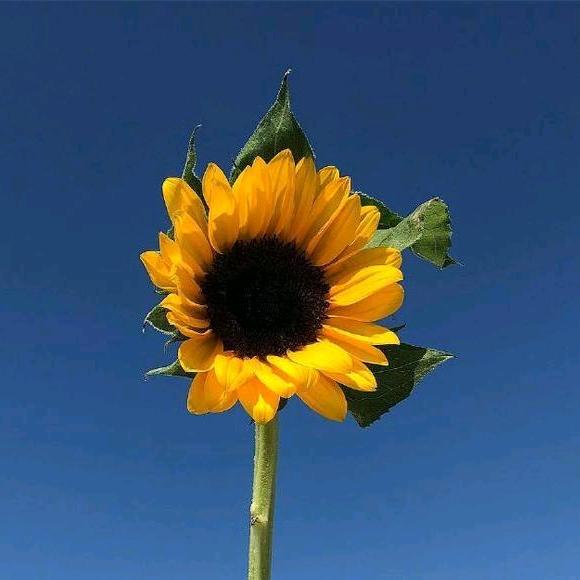 七星山 卖红薯的小姐姐🌹