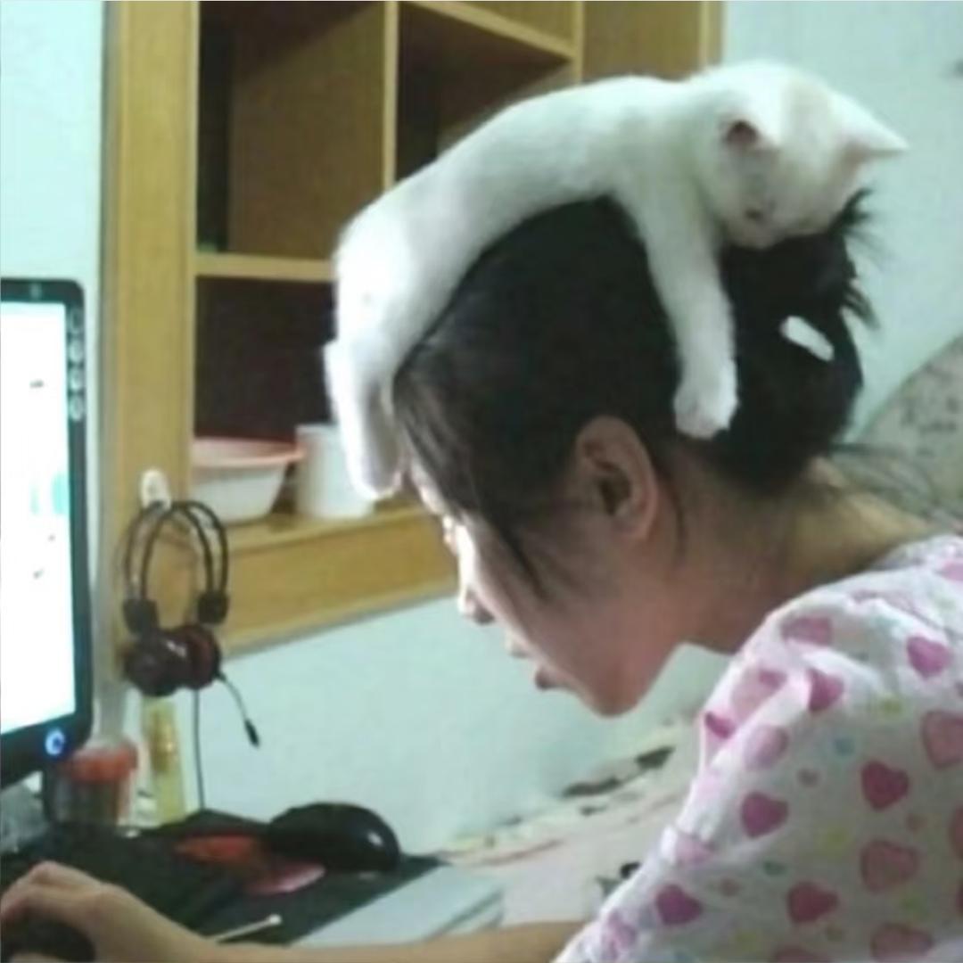 八角六六
