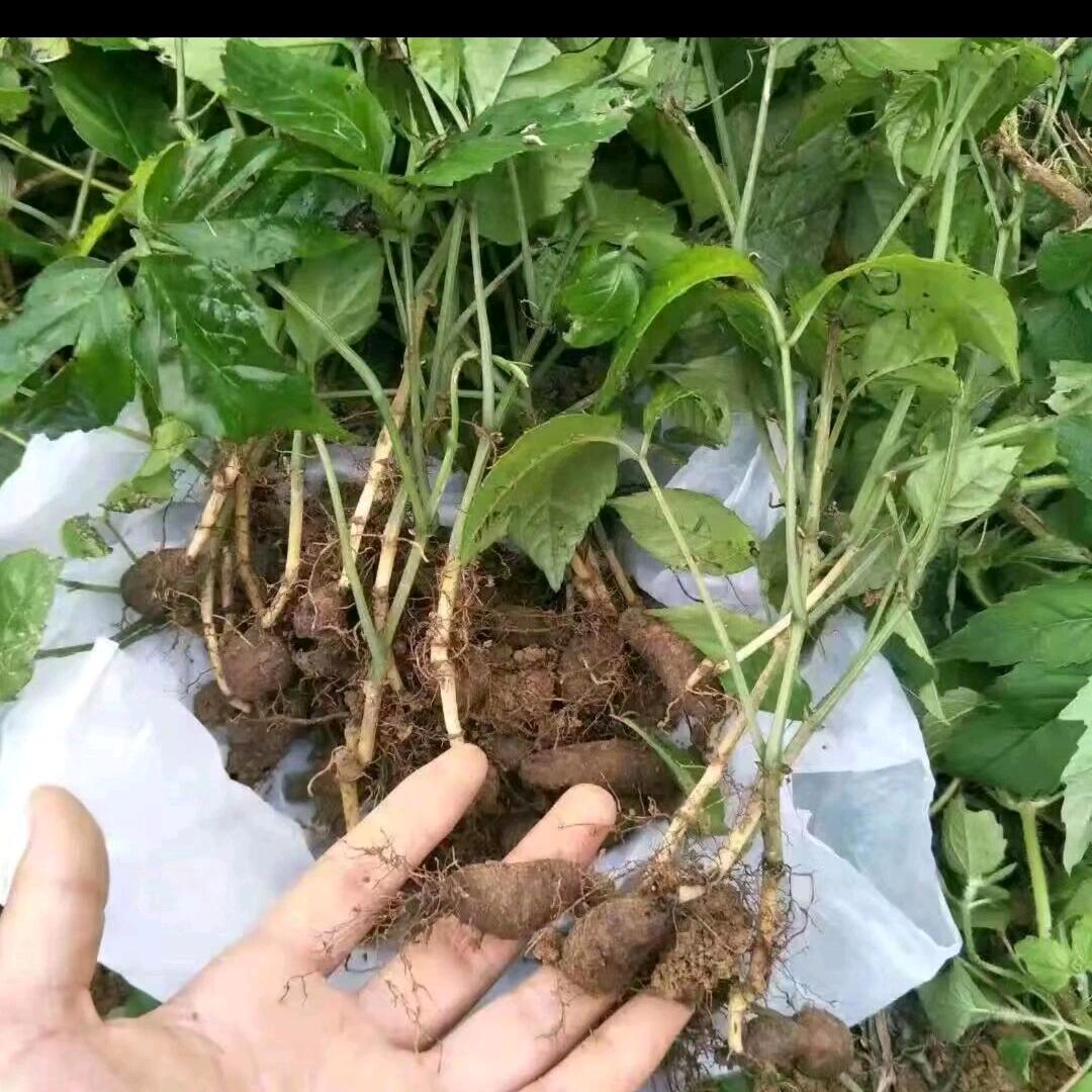 中药材种植（源头工厂）