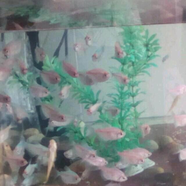 山川草木